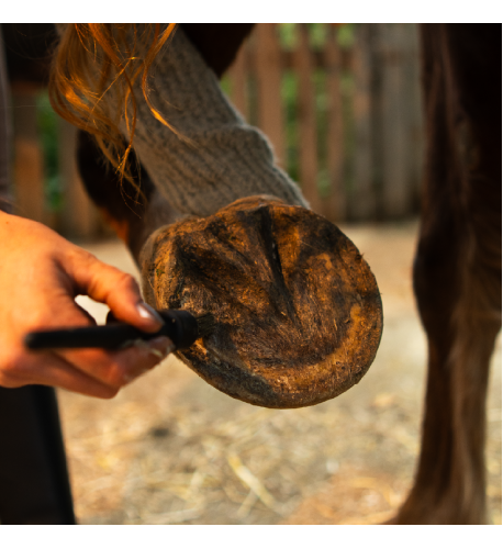Balzam na kopytá HORSES – Shroom Buddy Balzam na kopytá HORSES – Shroom Buddy