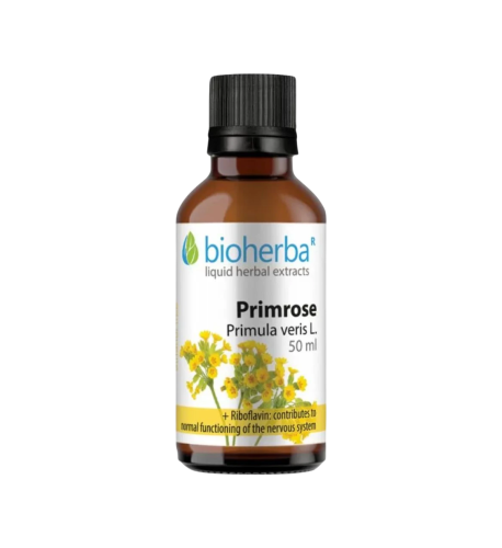 Prvosienka (Primula veris) kvapky – tinktúra – 50 ml – Bioherba