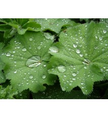 ALCHEMILKA OBYČAJNÁ, PASIENKOVÁ Alchemilla monticola L., Alchemilla xanthochlora Rothm. (A. vulgaris L.) 