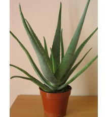 Aloe,  Aloa pravá - (Aloe vera L.)  