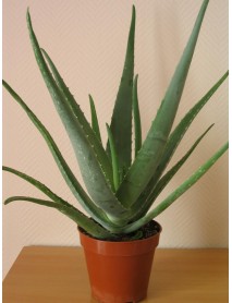 Aloe,  Aloa pravá - (Aloe vera L.)  3 ročná