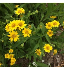 Arnika americká - (Arnica chamissonis L. )  