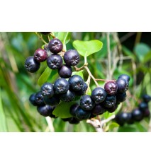 Arónia čiernoplodá „ NERO „  - ( Aronia melanocarpa L. )  