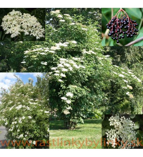 Baza čierna – (Sambucus nigra L.)  