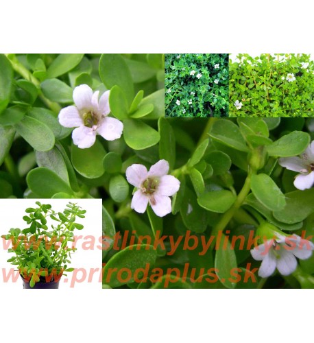 Brahmi - Bakopa drobnolistá, (bacopa monnieri L.)  / rastlinka v kvetináčiku 