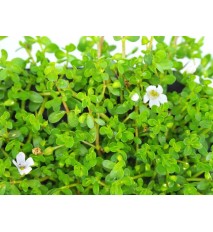 Brahmi - Bakopa drobnolistá, (bacopa monnieri L.)  / rastlinka v kvetináčiku 
