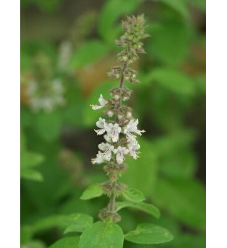 Bazalka vytrvalá-Ocimum "kilimandscharicum"