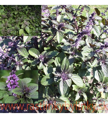 Bazalka vytrvalá -  Ocimum " African Blue"