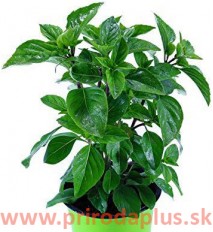 Krymská divá bazalka - (Ocimum basalicum „Tauris“ L.)