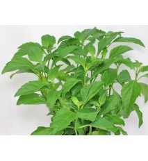 Bazalka vytrvalá - Ocimum selloi " Green Pepper " zelená paprika 