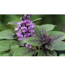 Bazalka vytrvalá -  Ocimum " African Blue"