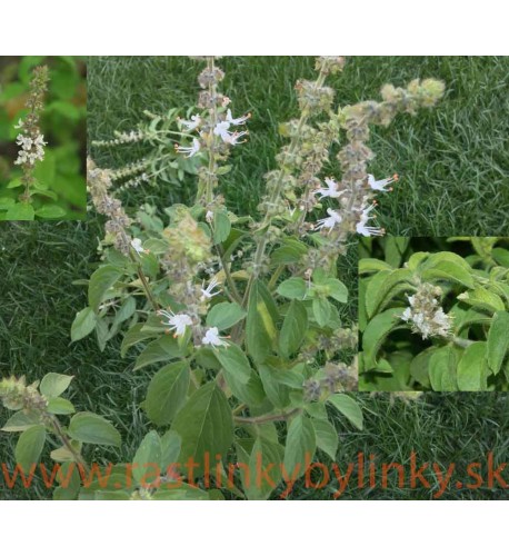 Bazalka vytrvalá-Ocimum "kilimandscharicum"