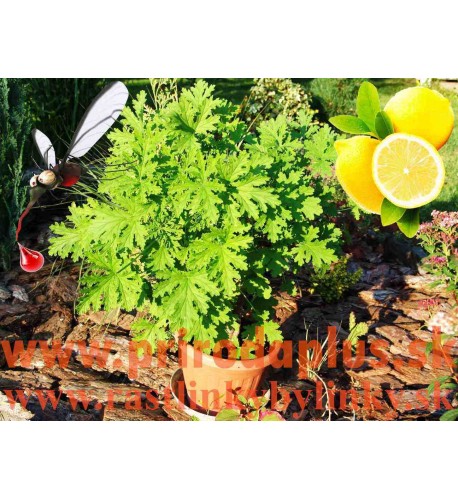 Muškát citrónový – proti komárom,  ( Pelargonium crispum 'Lemon' L., Pelargonium citrosum L. 'Mosquito fighter')