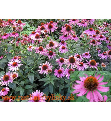 Echinacea purpurová - ( Echinacea purpurea L. ) / rastlinka v kvetináči Echinacea purpurová - ( Echinacea purpurea L. ) / rastlinka v kvetináči