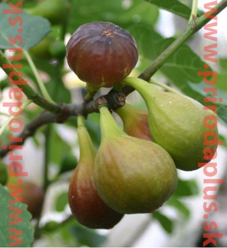 Figovník obyčajný (Ficus carica, L.)  "NO NAME" / rastlina v kvetináči.