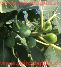 Figovník obyčajný (Ficus carica, L.)  "NO NAME" / rastlina v kvetináči.