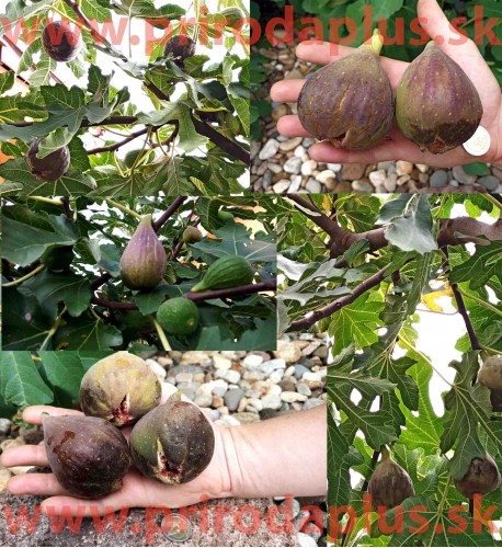 Figovník obyčajný „Peretta“ - Ficus carica „Peretta“