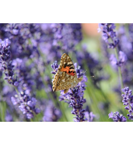 LEVANDUĽA LEKÁRSKA, úzkolistá - (Levandula angustifolia, L.)