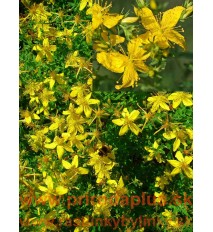 Ľubovník bodkovaný - (Hypericum perforatum L.)