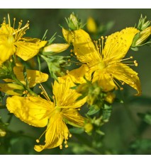 Ľubovník bodkovaný - (Hypericum perforatum L.)