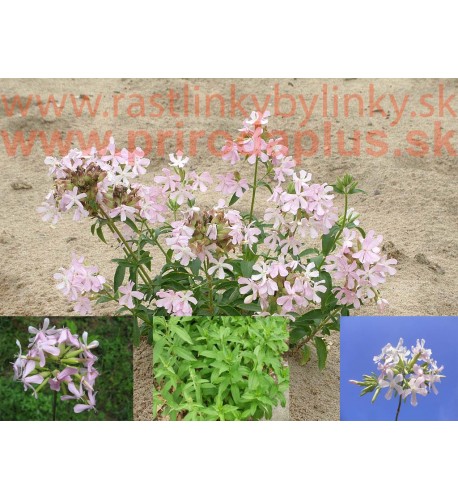 Mydlica lekárska – (Saponaria officinalis L.)