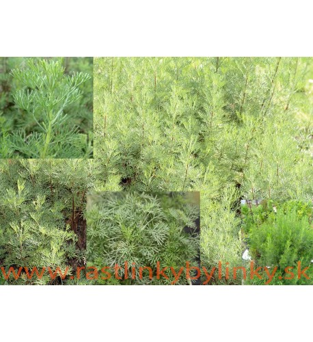 Palina arbotanová (božie drievko), Kola, cola bylinka,  Artemisia abrotanum L. var. maritima " Coca Cola " / rastlinka v kvetináči