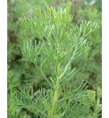 Palina arbotanová (božie drievko), Kola, cola bylinka,  Artemisia abrotanum L. var. maritima " Coca Cola " / rastlinka v kvetináči