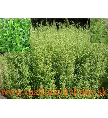 Palina dračia – Ruský estragón (Artemisia dracunculus L.) / rastlinka v kvetináči Palina dračia – Ruský estragón (Artemisia dracunculus L.) / rastlinka v kvetináči