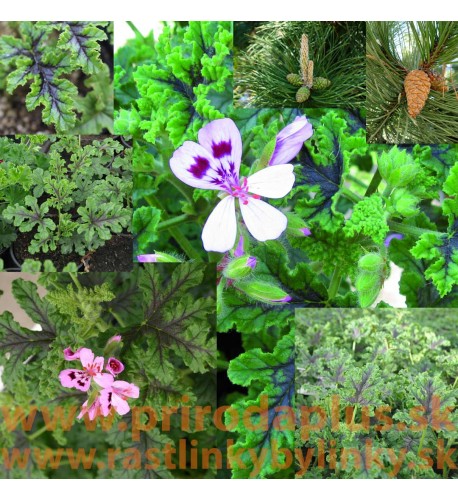Muškát borovicový, s vôňou borovice- pinus-(Pelargonium odoratissimum Pinus) 