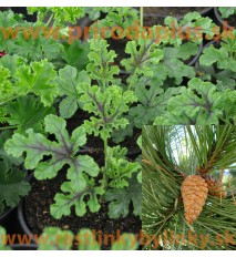 Muškát borovicový, s vôňou borovice- pinus-(Pelargonium odoratissimum Pinus) 