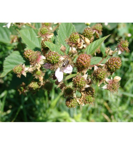 Černica (Rubus fruticosus L.)  odroda "BLACK SATIN" / rastlina v kvetináči