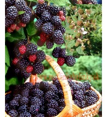 Černica (Rubus fruticosus L.)  odroda "BLACK SATIN" / rastlina v kvetináči