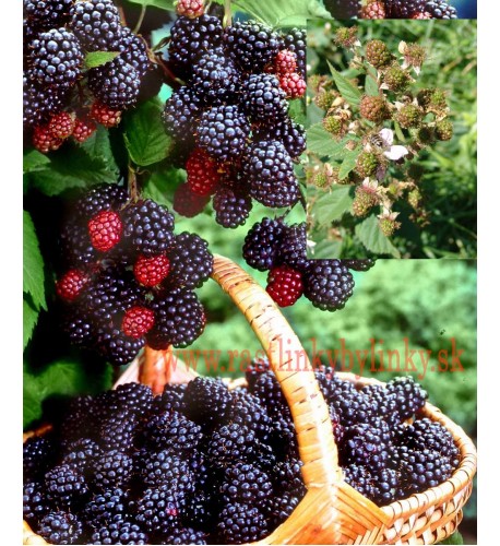 Černica (Rubus fruticosus L.)  odroda "BLACK SATIN" / rastlina v kvetináči