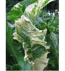 CHREN DEDINSKÝ " Variegata " (Armoracia rusticana, syn. Cochlearia armoracia L.) – pestrolistý / rastlinky, bylinky v kvetináči