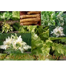 CHREN DEDINSKÝ " Variegata " (Armoracia rusticana, syn. Cochlearia armoracia L.) – pestrolistý / rastlinky, bylinky v kvetináči
