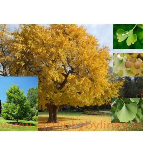 Ginko, Ginkgo dvojlaločné - ( Ginkgo biloba L. )  / rastlina v kvetináči