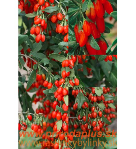 Goji - kustovnica čínska (Lycium chinense L.) / rastlinky, bylinky v kvetináči