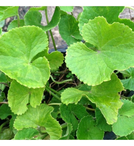 Gotukola, gotu kola (Centella Asiatica L.), Pupočník ázijský, Pupkovník ázijský / rastlinky, bylinky v kvetináči