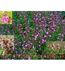​​​​​​​Hrdobarka obyčajná - ožanka, ( Teucrium chamaedrys L. ) / rastlinky, bylinky v kvetináči