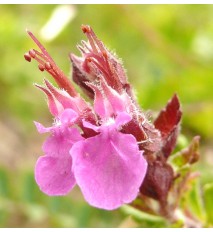 ​​​​​​​Hrdobarka obyčajná - ožanka, ( Teucrium chamaedrys L. ) / rastlinky, bylinky v kvetináči