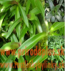 Kalísia voňavá-(Callisia fragrans L.) 