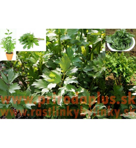 Ligurček lekársky - (Levisticum officinale, L.) VEGETA, MAGI