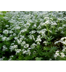 Marinka voňavá - (Galium odoratum L., Asperula odorataL.)