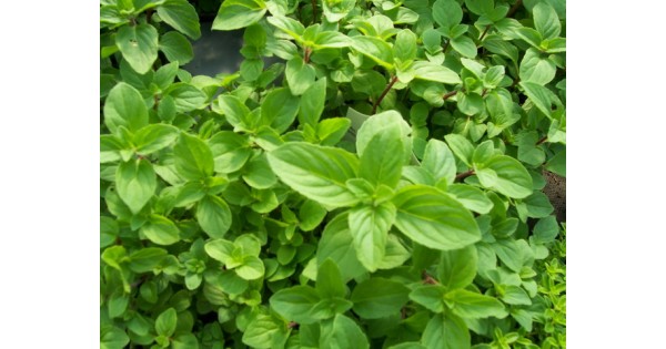 Zázvorová mäta, ginger (Mentha gentilis ´Ginger´ L.) / rastlina ...
