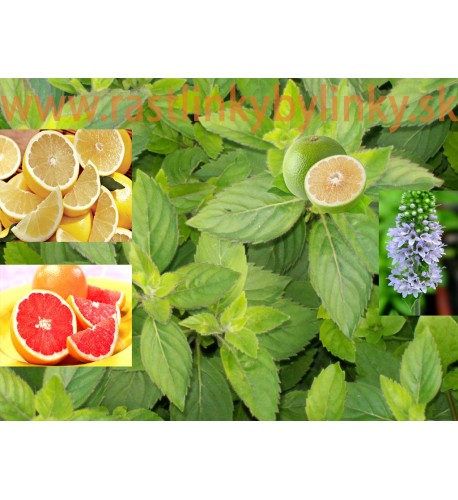 Mäta grepová / Mentha suaveolens × piperita ´GRAPEFRUIT ´ / rastlinky, bylinky v kvetináči