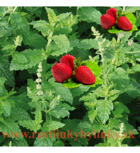 Mäta jahodová ( Mentha species " Erdbeerminze", Mentha piperita 'Strawberry'​​​​​​​)  / rastlinka, bylinka v kvetináči