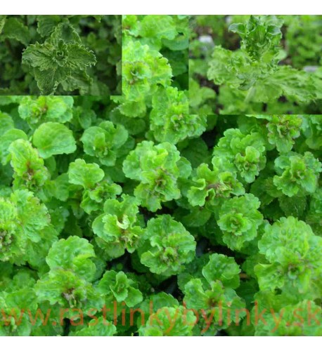 Mäta kučeravá – ( Mentha spicata var. Crispa L. ) /rastlinky, bylinky v kvetináči