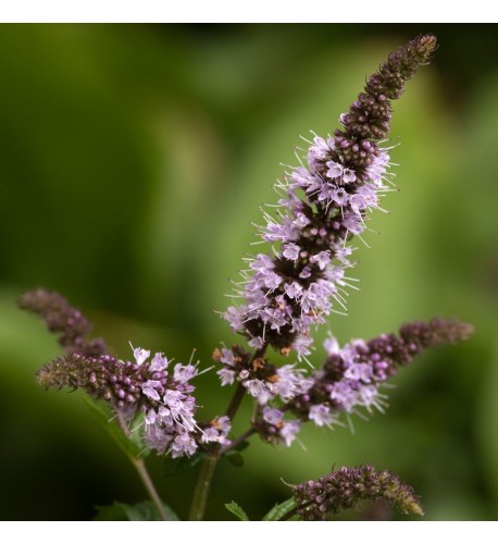 Mäta pieporná - (Mentha piperita L.) / rastlinky, bylinky v kvetináči