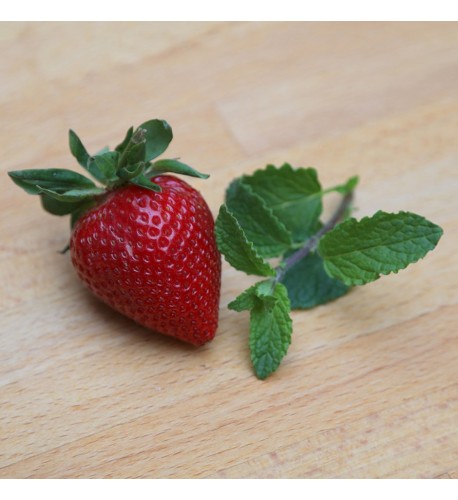 Mäta jahodová ( Mentha species " Erdbeerminze", Mentha piperita 'Strawberry'​​​​​​​)  / rastlinka, bylinka v kvetináči