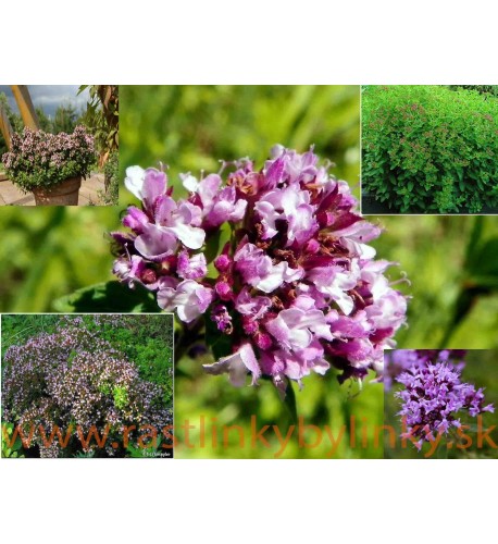 Oregáno–(Origanum vulgare L.) odroda "Diabolo"